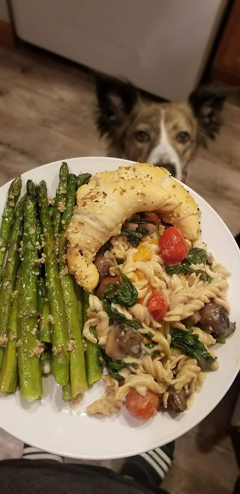 Foto de comida y perro