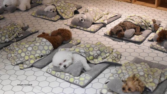 Fotos cachorros durmiendo enamoran Internet