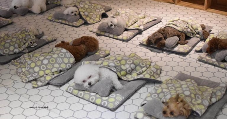 Fotos cachorros durmiendo enamoran Internet