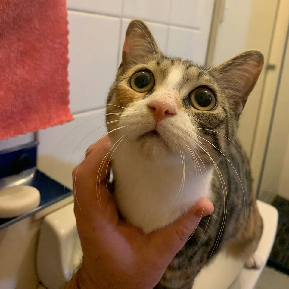 Gatita en el baño