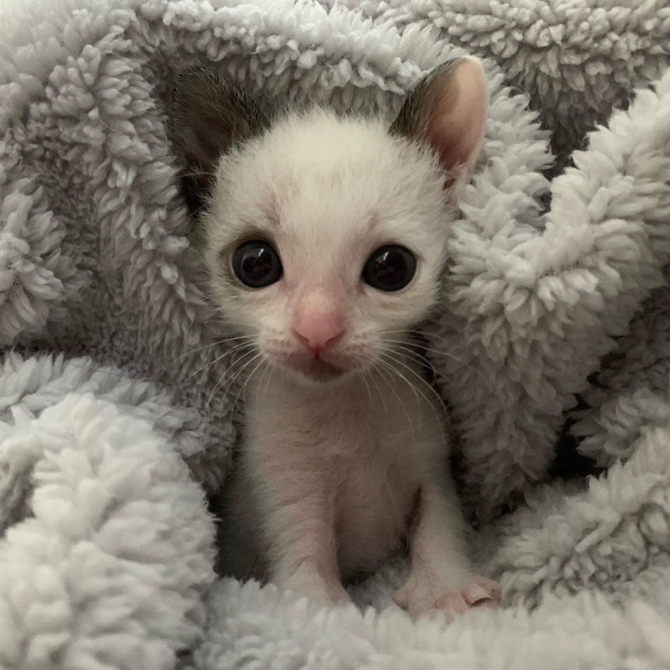 Gatito muy pequeño con grandes ojos adora abrazar a su nueva familia 4 Gatito muy pequeño