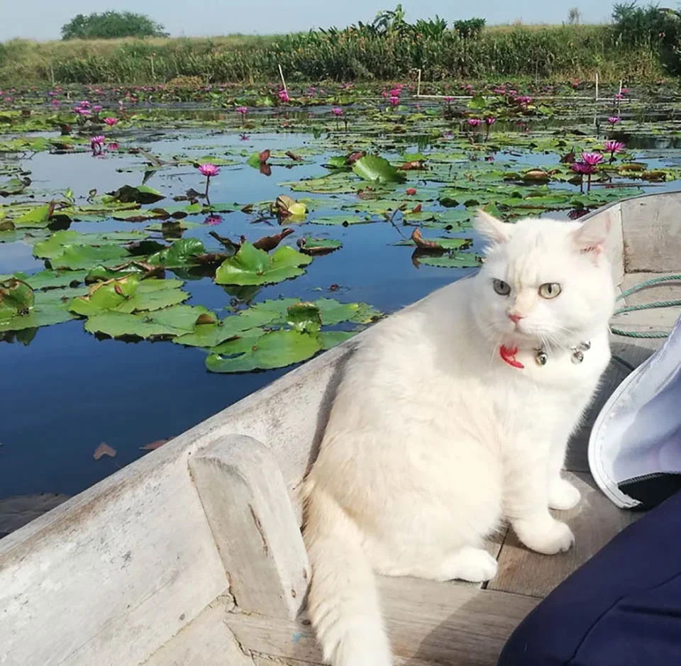 Gato de aspecto enojado supervisa las sandías en Tailandia y es amado por todos 5 Gatito en bote