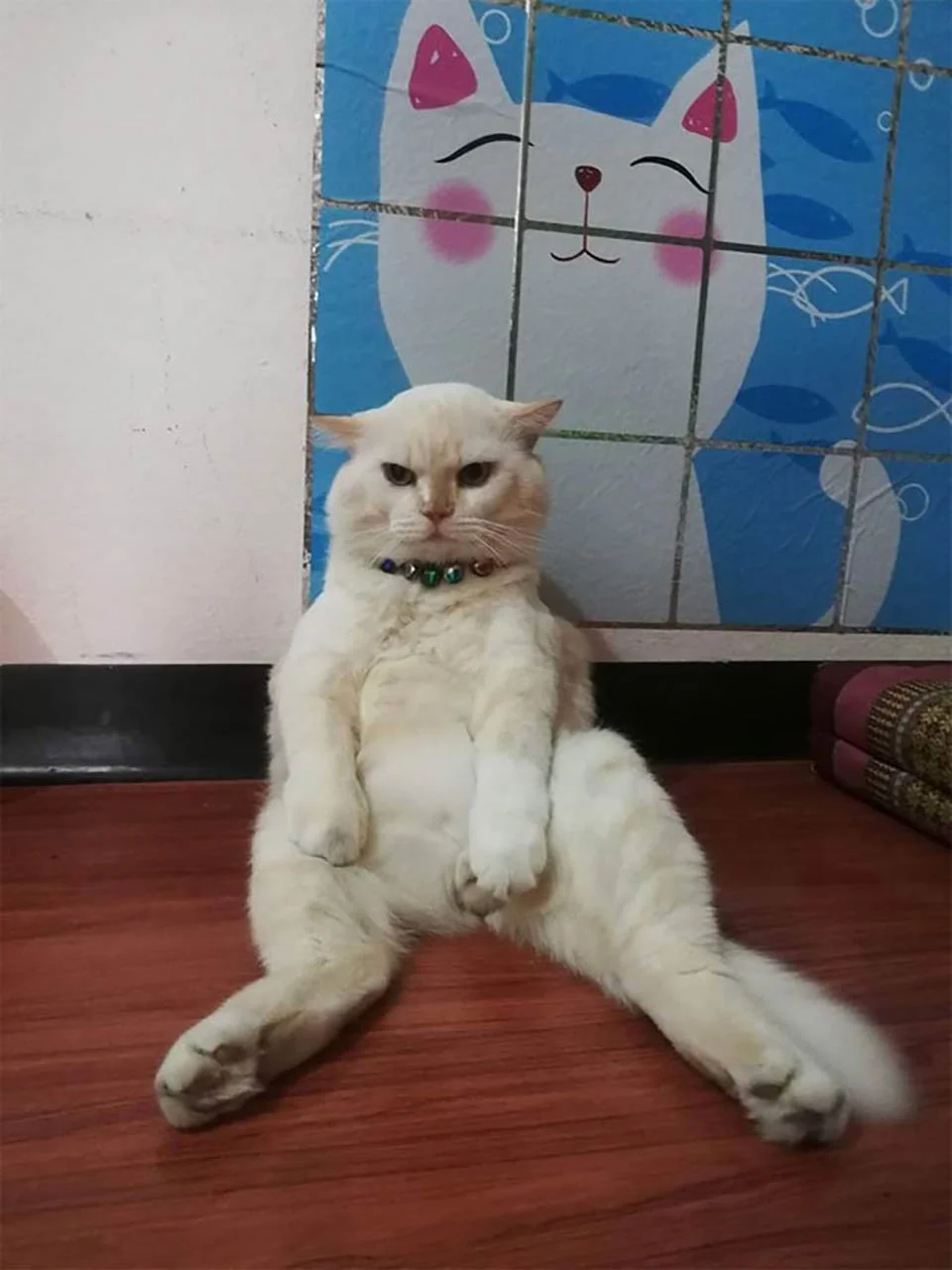 Gato de aspecto enojado supervisa las sandías en Tailandia y es amado por todos 7 Gatito molesto