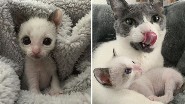 Gatito muy pequeño con grandes ojos