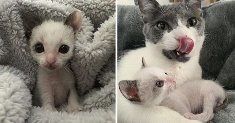 Gatito muy pequeño con grandes ojos adora abrazar a su nueva familia
