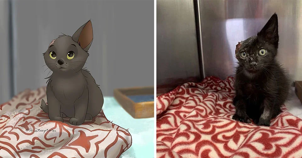 Gatito sin una oreja