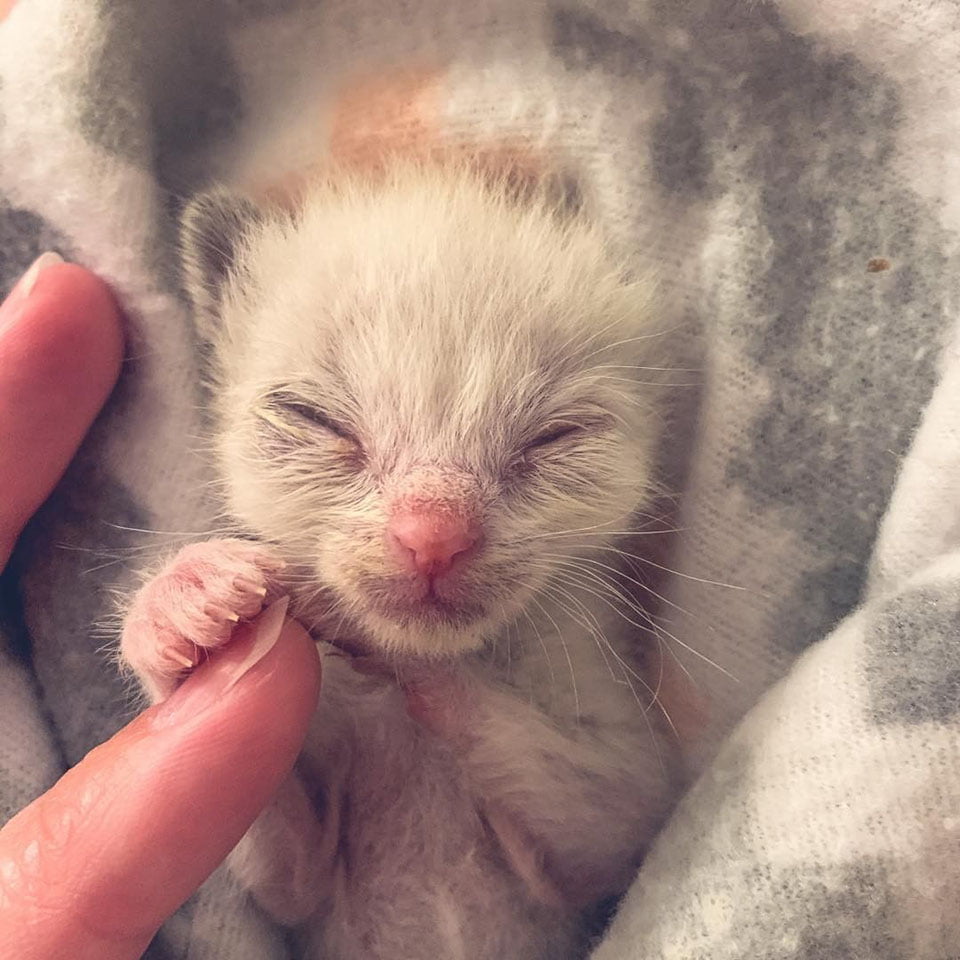 Gatito muy pequeño con grandes ojos adora abrazar a su nueva familia 3 Gato bebé
