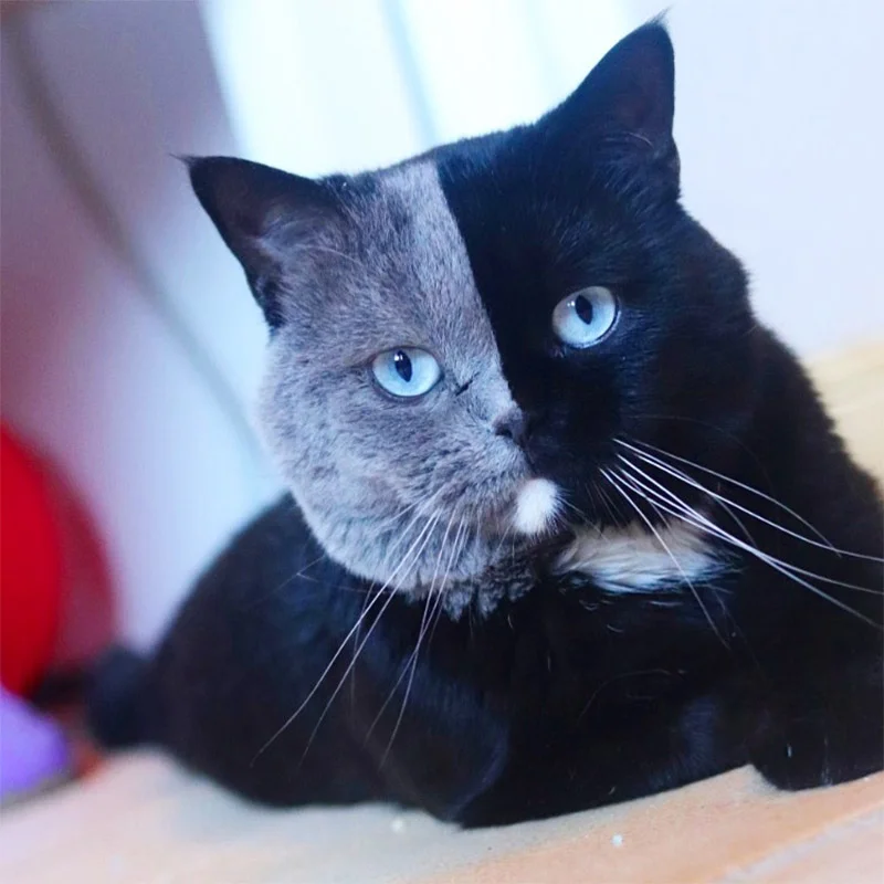 Gato con la cara bicolor es padre de dos gatitos que se repartieron sus colores 4 Gato cara bicolor