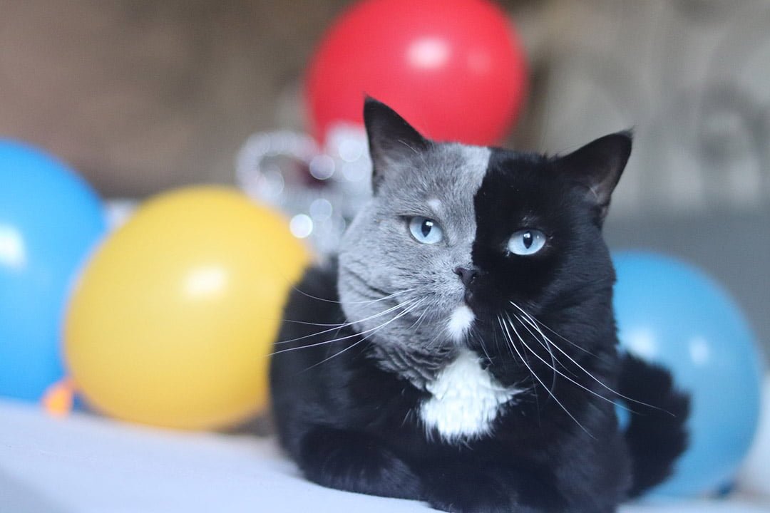 Gato de cara  bicolor es padre de dos gatitos que 