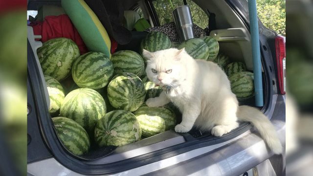 Gato de aspecto enojado supervisa las sandías
