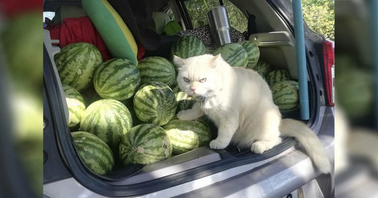 Gato de aspecto enojado supervisa las sandías en Tailandia y es amado por todos