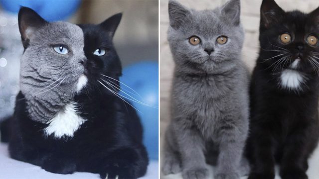Gato de cara bicolor es padre de dos gatitos