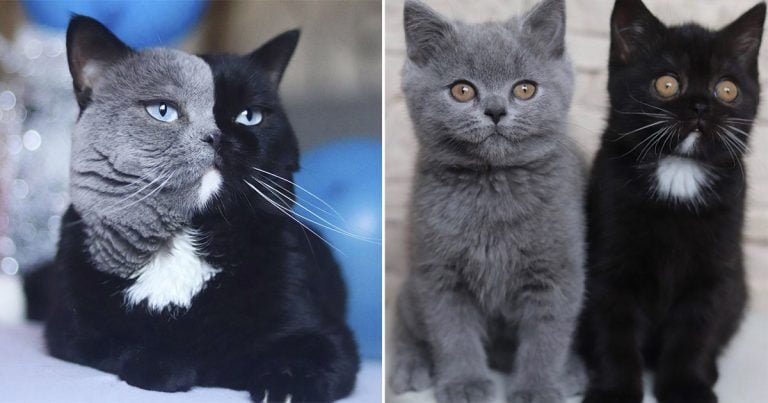 Gato de cara bicolor es padre de dos gatitos
