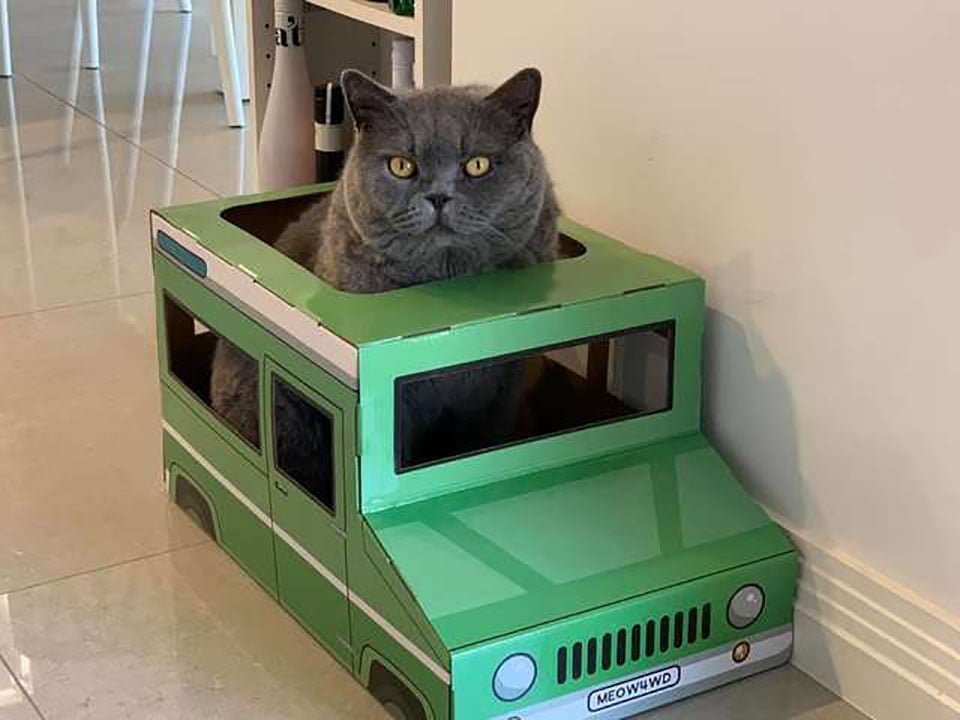 Gato en Jeep de cartón