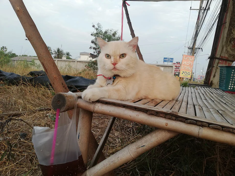 Gato de aspecto enojado supervisa las sandías en Tailandia y es amado por todos 2 Gato en campo