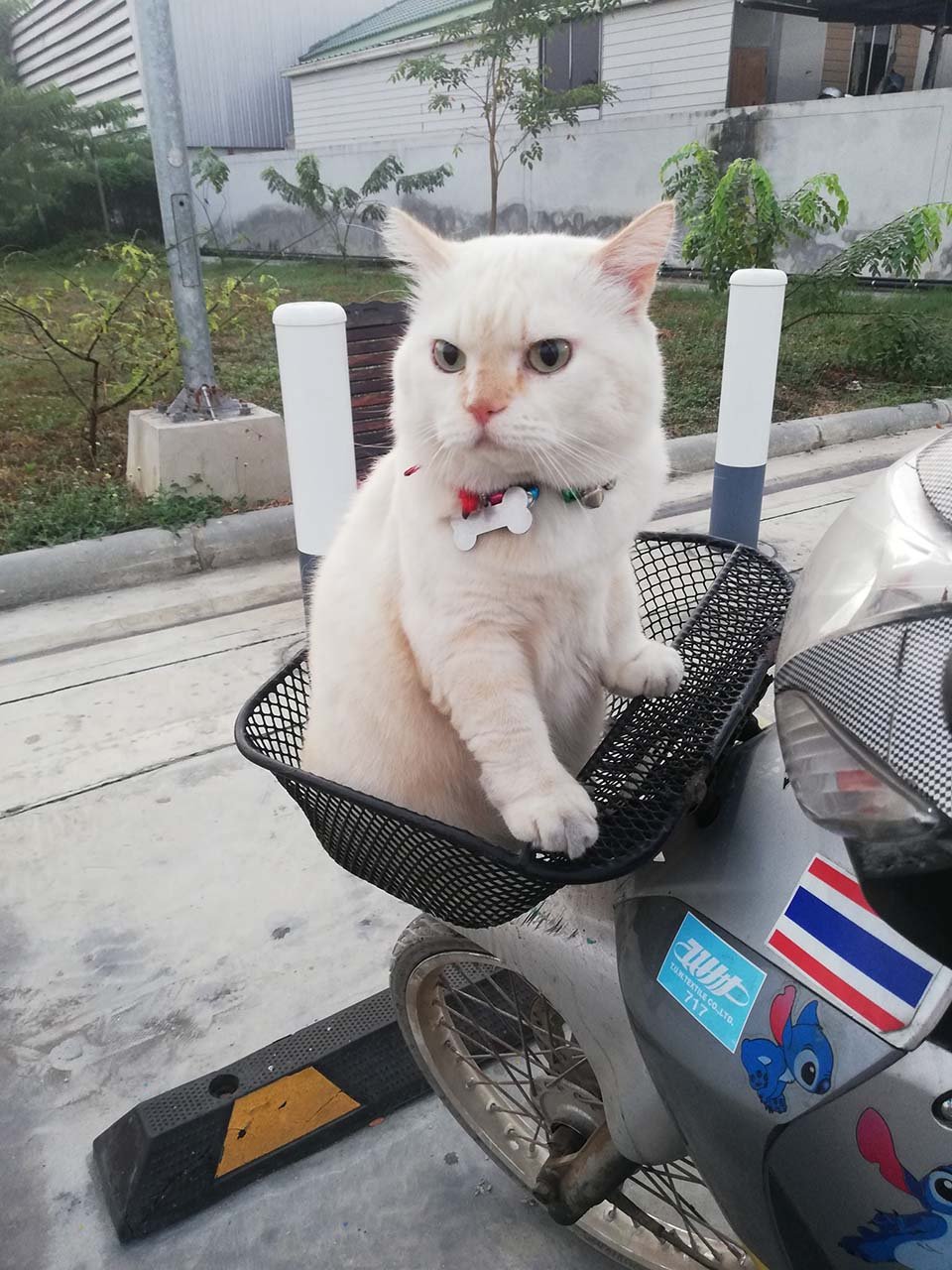 Gato en canasta de moto