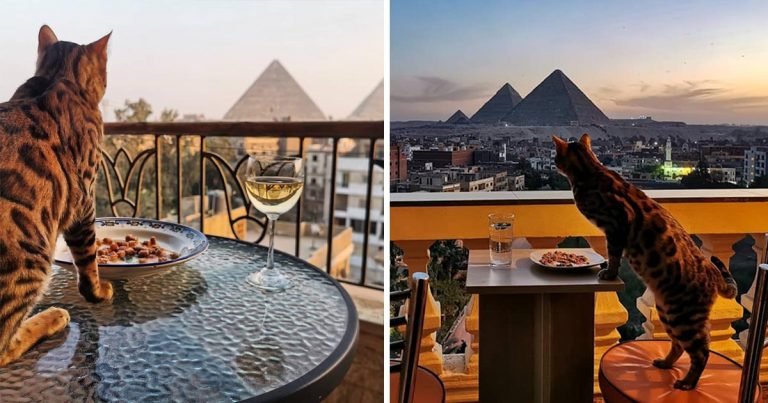 Gato mimado tiene la mejor vista para cada comida desde su balcón