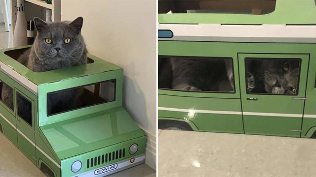 Gato no le gustan los juguetes hasta que tiene un pequeño Jeep