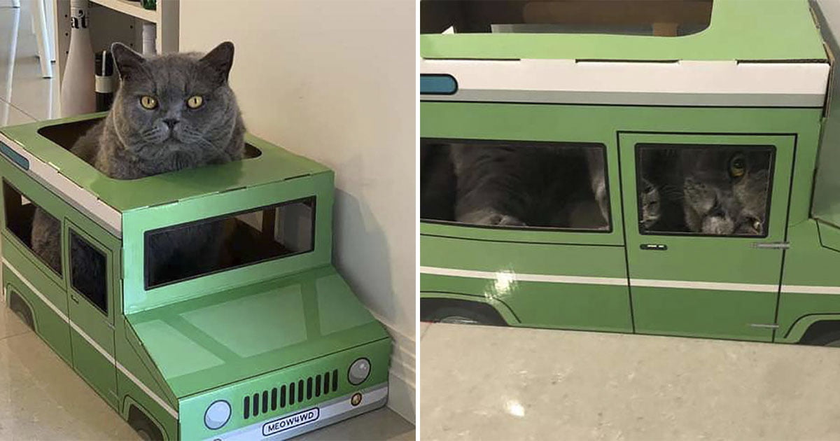 Gato no le gustan los juguetes hasta que tiene un pequeño Jeep