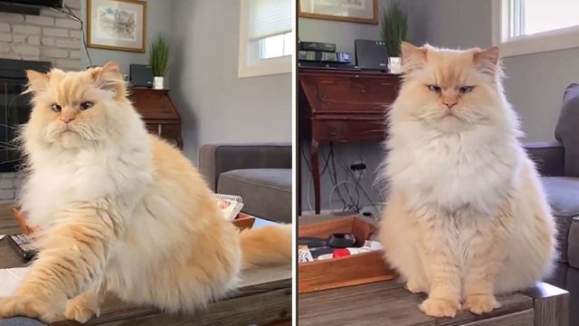 Gato pidiendo golosinas no podría ser mas claro