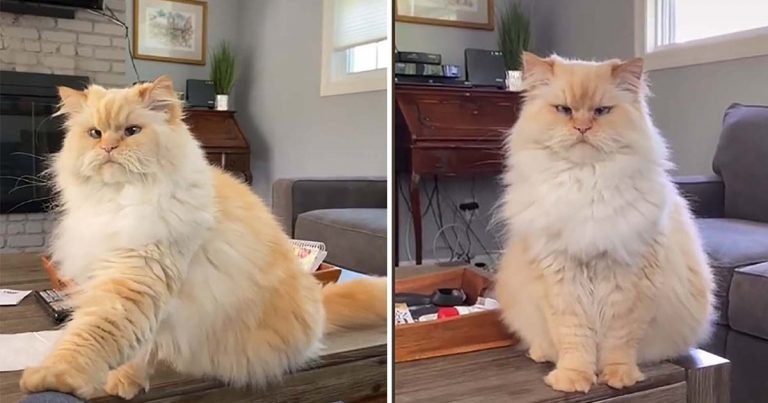 Este gato pidiendo golosinas no podría hacerse más claro