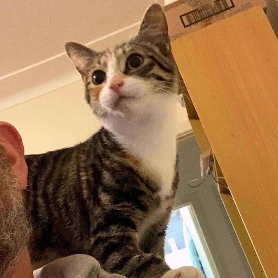 Hermosa gatita es adoptada