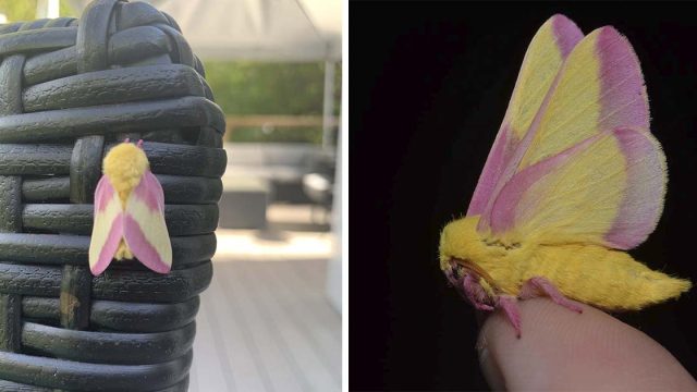 Hermosa polilla rosy maple tonos pastel
