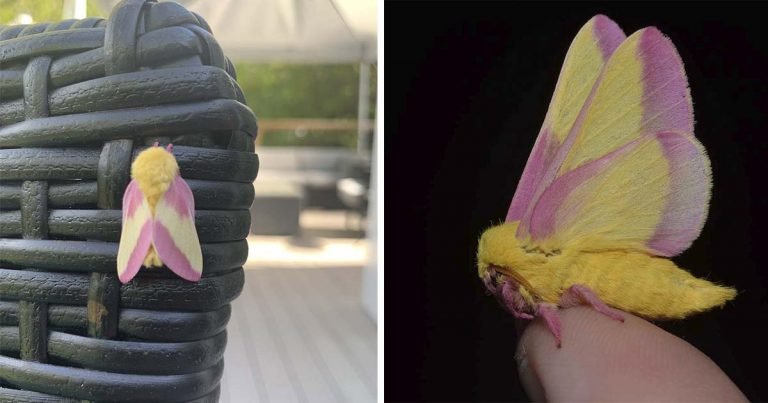 Mujer encuentra una hermosa polilla de impresionantes tonos pastel en su patio