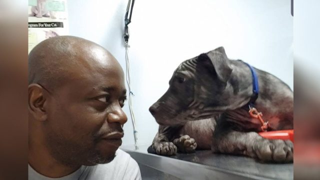 Hombre rescata a un perrito calvo abandonado en la carretera