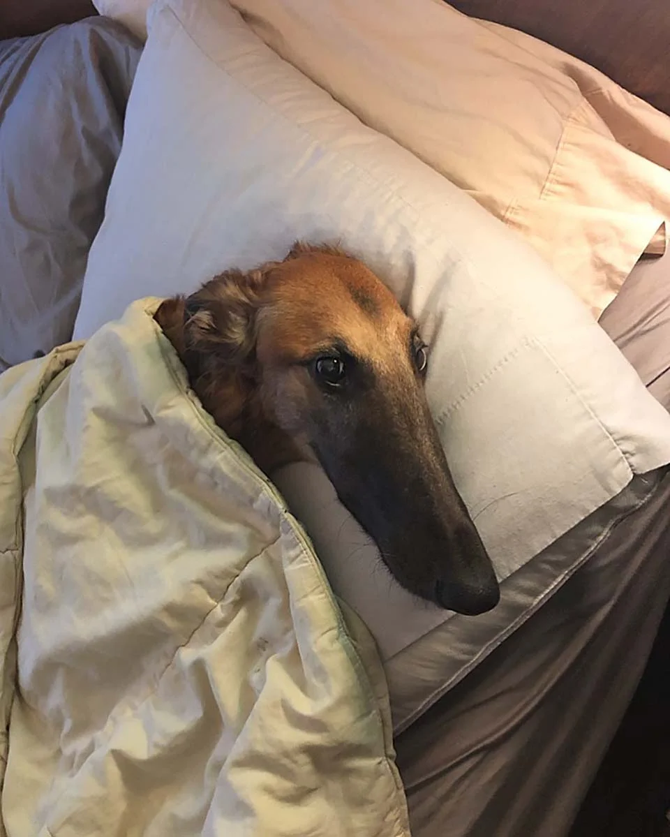 Perro con un hocico extra largo se vuelve famoso en Internet 7 Hora de dormir