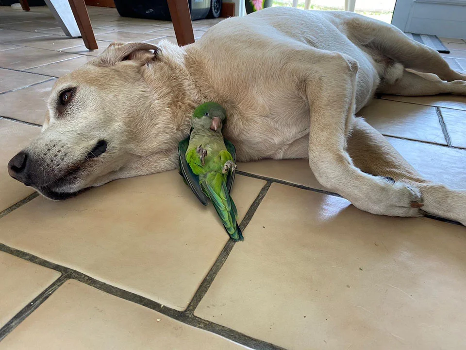 Labrador cuida a lorito