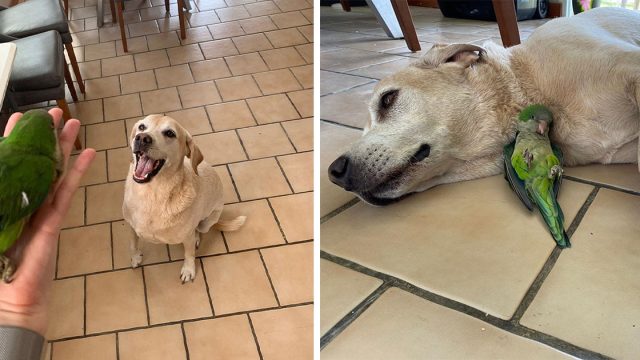 Labrador rescató a un lorito que cayó del nido