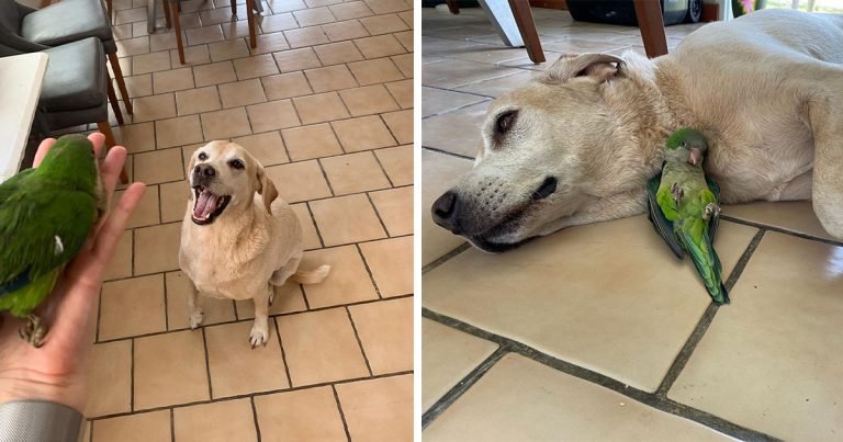 Labrador rescató a un lorito que cayó del nido y decide que ahora es su hermano mayor