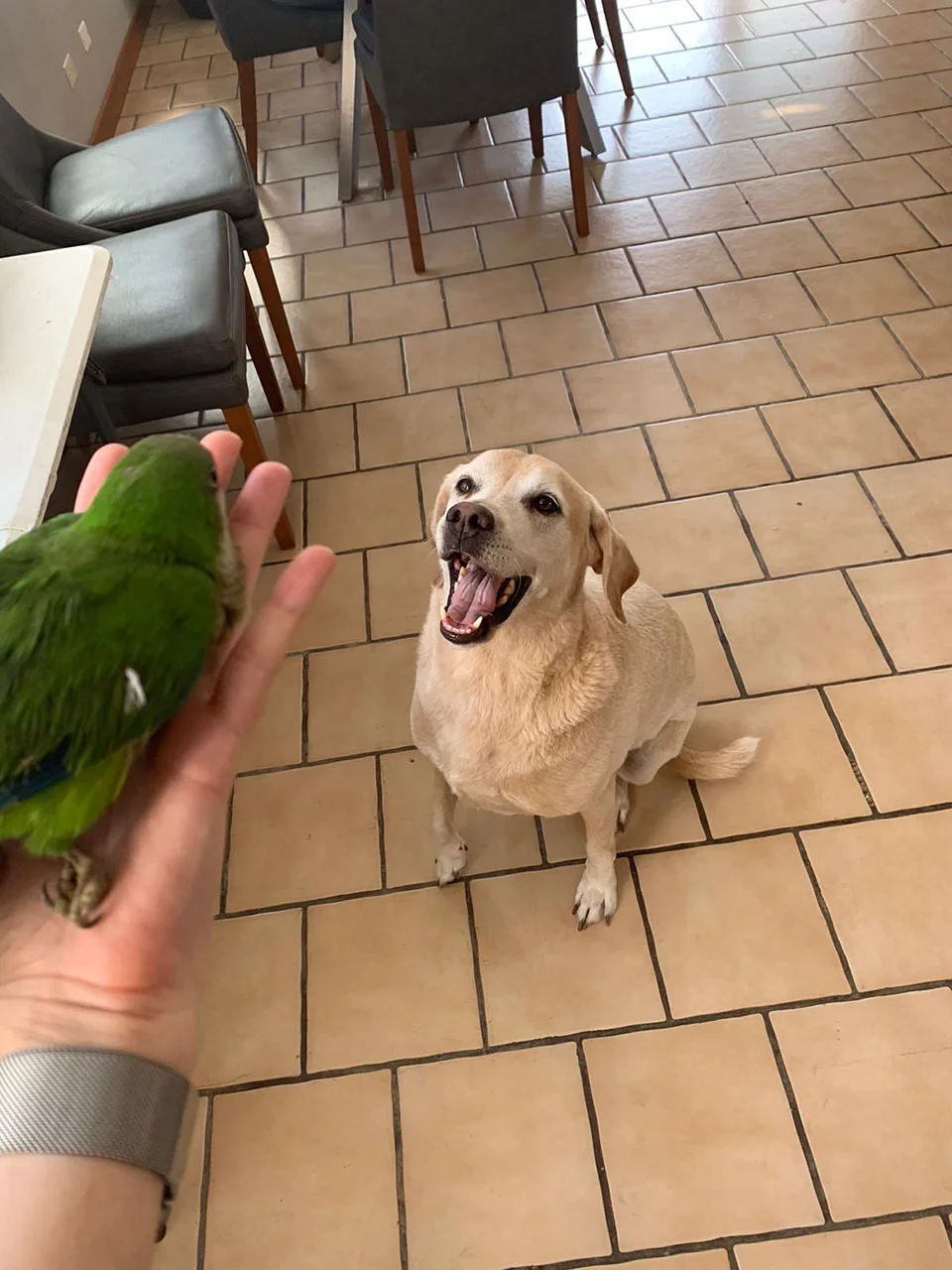 Labrador y lorito feliz