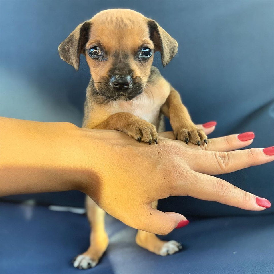 Luna pequeña
