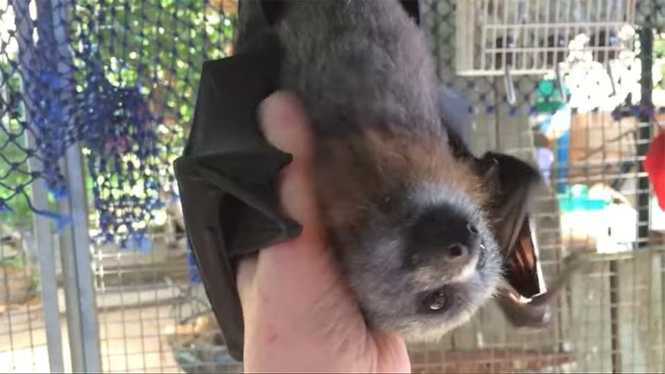 Adorable bebé murciélago hace los ruidos más lindos mientras es acariciado 6 Mimado murciélago