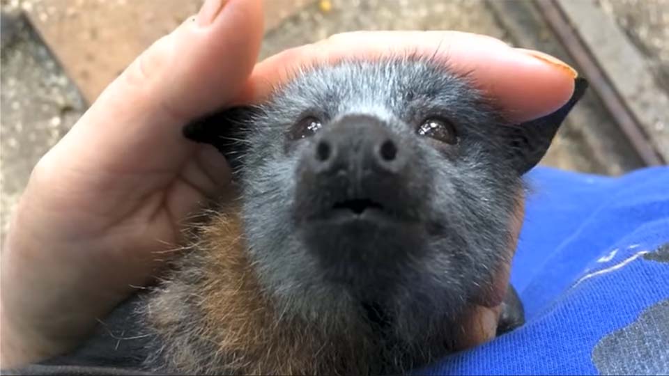 Adorable bebé murciélago hace los ruidos más lindos mientras es acariciado 7 Bebé murciélago