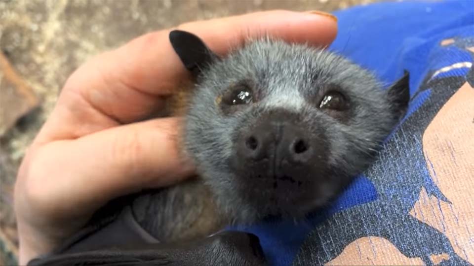 Adorable bebé murciélago hace los ruidos más lindos mientras es acariciado 3 Murciélago rescatado