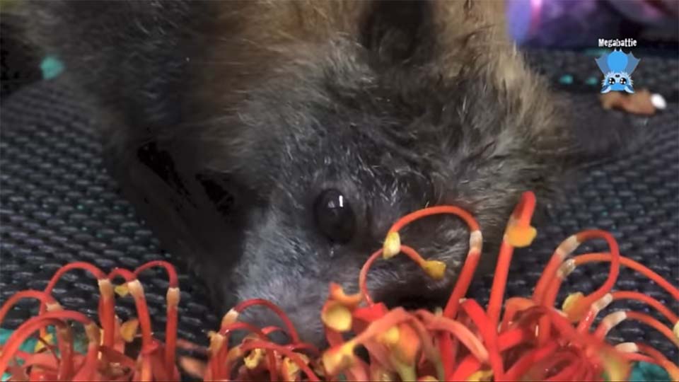 Adorable bebé murciélago hace los ruidos más lindos mientras es acariciado 5 Murciélago bebé comiendo
