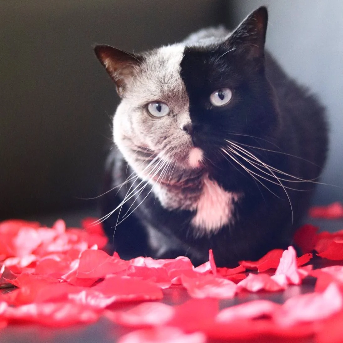 Gato con la cara bicolor es padre de dos gatitos que se repartieron sus colores 5 Narnia cara bicolor
