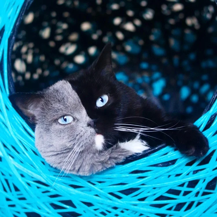 Gato con la cara bicolor es padre de dos gatitos que se repartieron sus colores 11 Narnia relajado