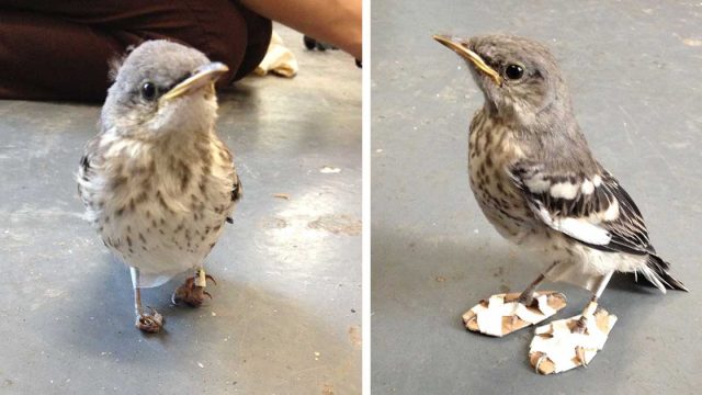 Pajarito recibe 'raquetas de nieve' para volver a caminar