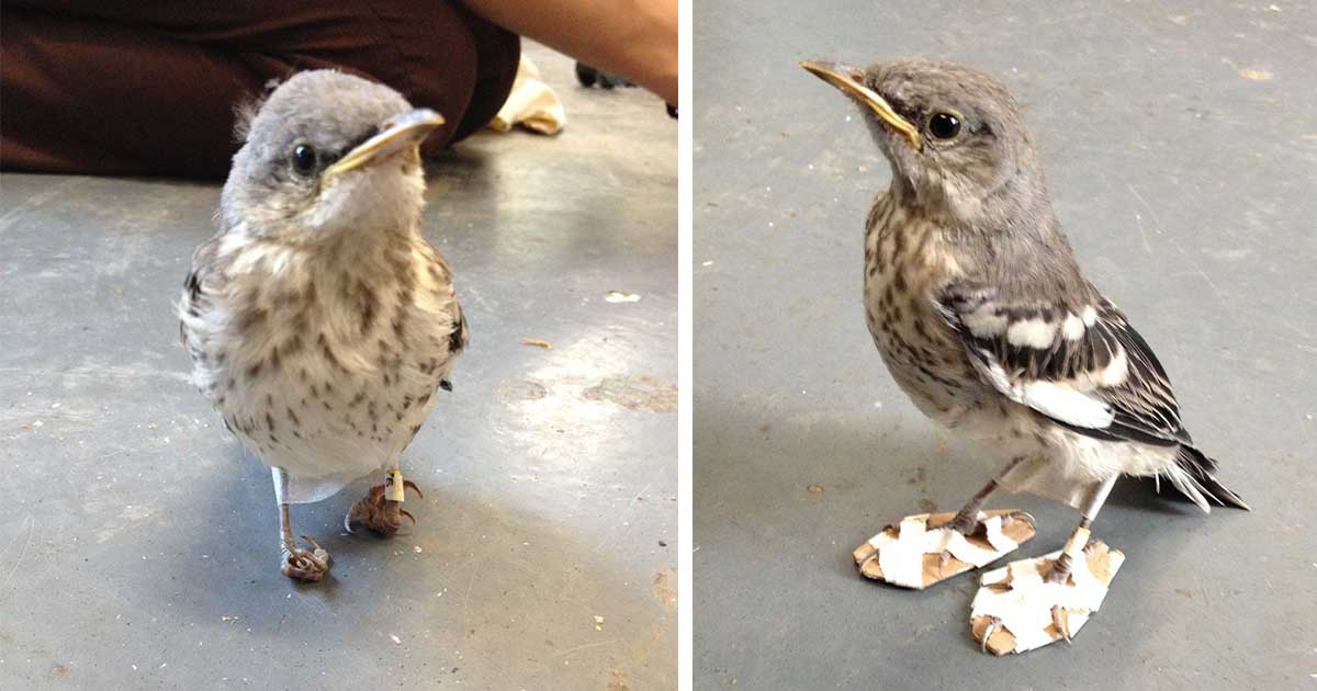 Pajarito recibe 'raquetas de nieve' para volver a caminar