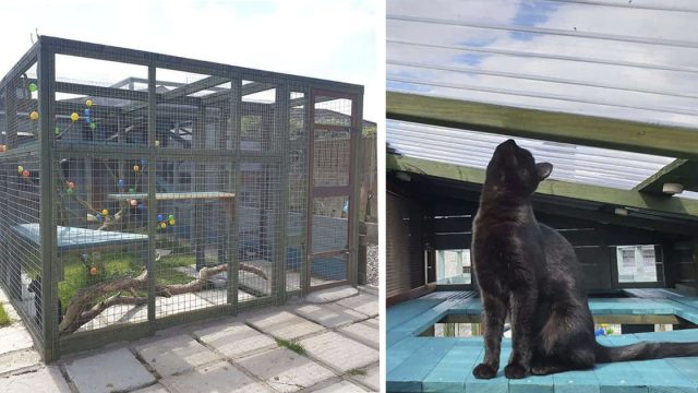Pasa un año construyendo el espacio de juego de su gato