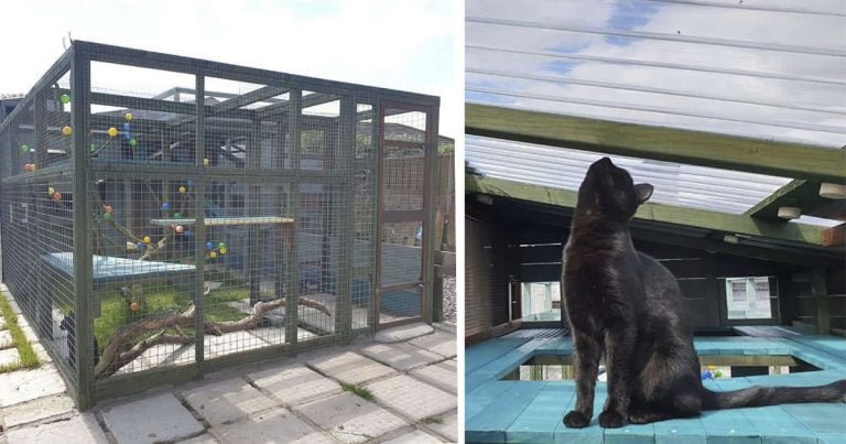 Hombre pasa un año construyéndole un asombroso espacio de juegos a su gato