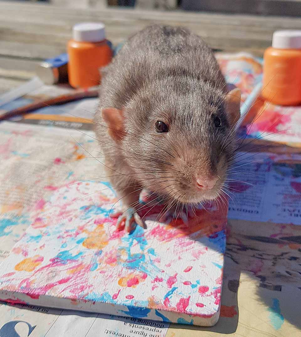 Adorables ratas crean pinturas en miniatura con sus patitas y sus trabajos se agotan 4 Pequeña rata pintando