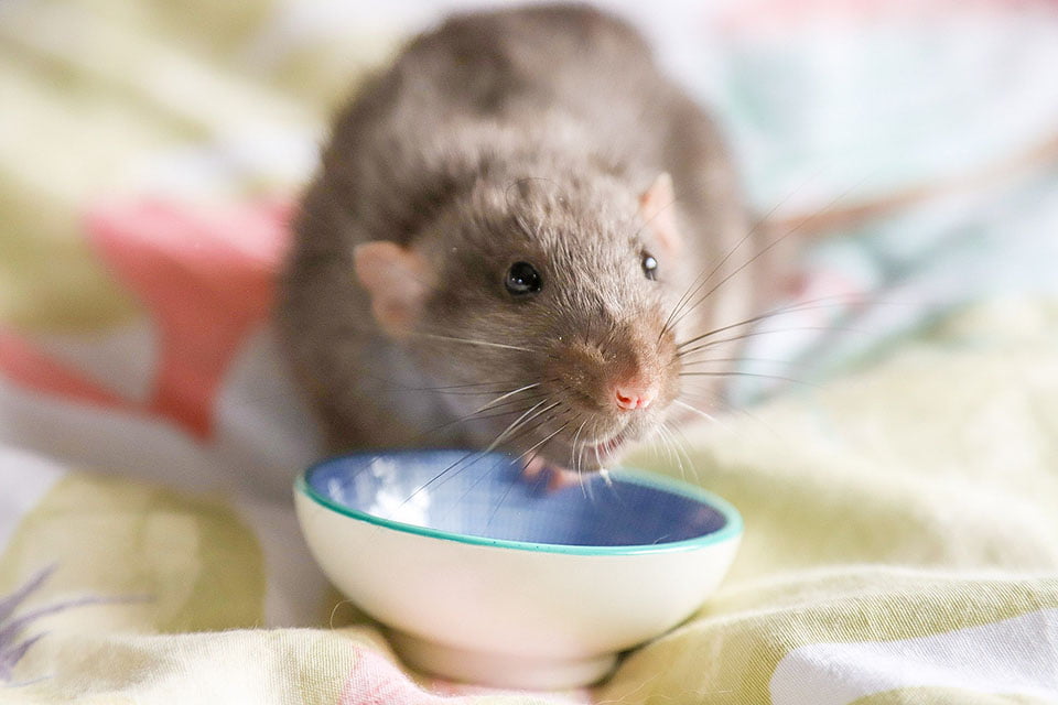 Adorables ratas crean pinturas en miniatura con sus patitas y sus trabajos se agotan 5 Pequeña rata y pinturas en miniatura