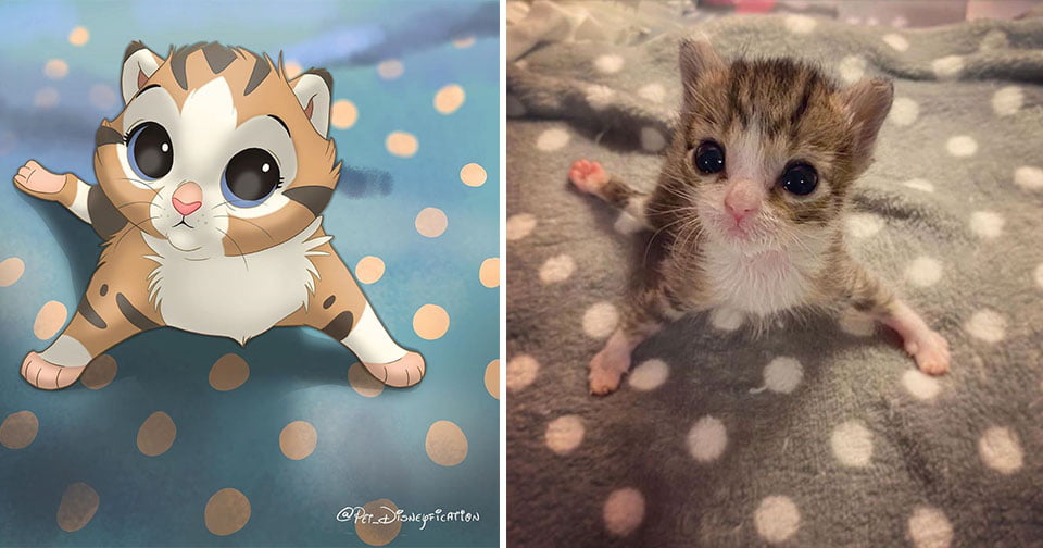 Pequeño gatito