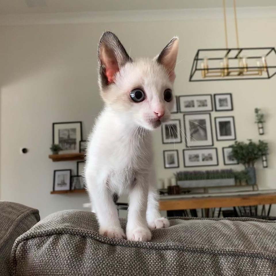 Gatito muy pequeño con grandes ojos adora abrazar a su nueva familia 7 Pequeño gatito de grandes ojos