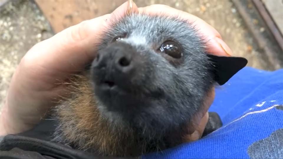 Adorable bebé murciélago hace los ruidos más lindos mientras es acariciado 4 Pequeño murciélago